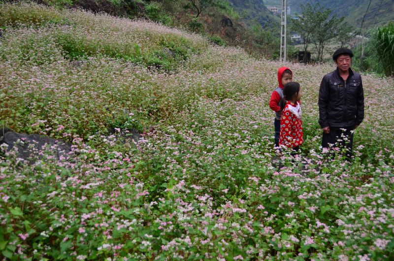 Hoa Tam Giác Mạch